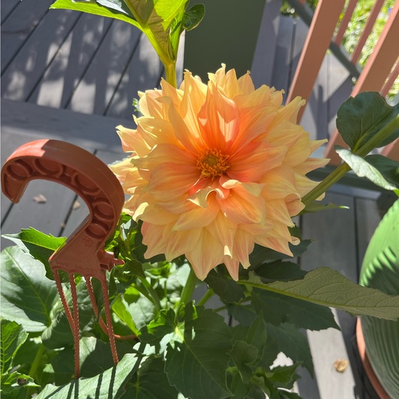 lillianalvin570